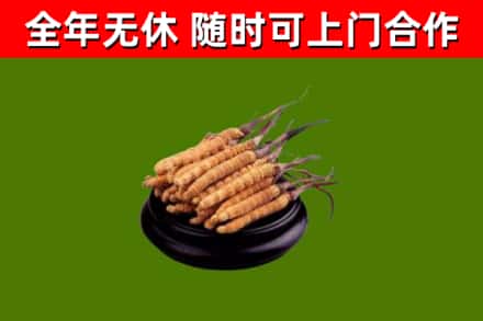 瓦房店市回收散虫草